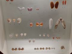 -青岛贝壳博物馆