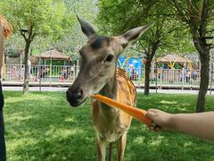 -北京鹿世界主题园