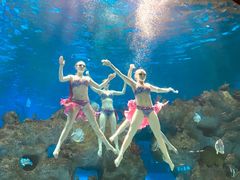 -芜湖新华联大白鲸海洋公园