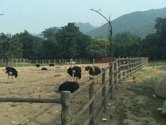 -西安秦岭野生动物园