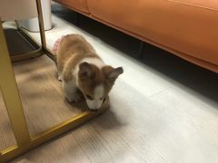 -翊宠yipet猫狗购宠庄园犬舍•猫舍