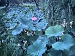 -蜀韵川香水煮鱼(泰山路店)