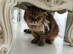 -共舞时光猫咖·狗咖(新街口店)