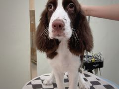 -BABIT巴比特宠物(MOMOPARK店)