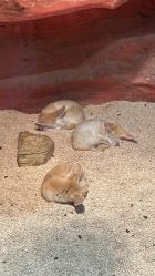 -Zoolung Zoolung动物主题公园(海信广场店)