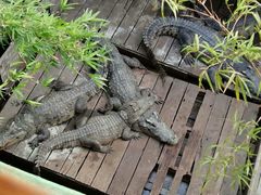 -洞里萨湖