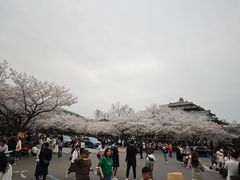 -武汉大学-樱园