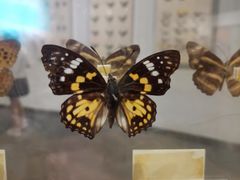 -陕西自然博物馆