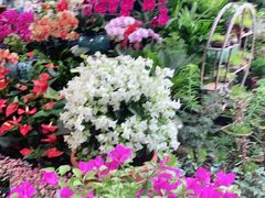 -曲阳花鸟市场(曲阳路店)