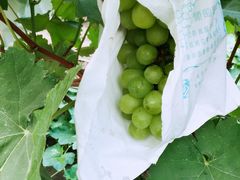 -美家乐农庄·露营·团建(大治路店)