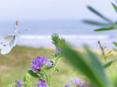 -日照灯塔风景区
