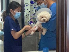-美联众合宠物医院·爱萌分院·内外科·猫科中心