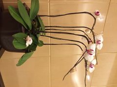 花园酒店-广州花园酒店