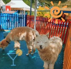 -萌宠亲子动物乐园(槐房万达店)