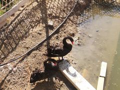 -杨家埠民间艺术大观园