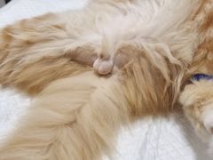 -灵美宠物诊所