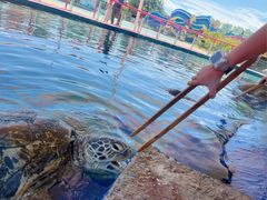 -北戴河圣蓝海洋公园