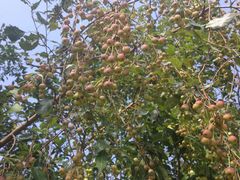 -大兴滨河森林公园