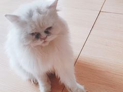 -Sweet cat·星愿猫咖(国贸大厦店)