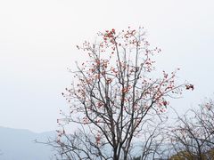 -国家植物园