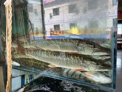 -煲来饱去冷水鱼