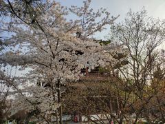 -西安青龙寺遗址景区