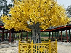 -广东圆玄道观