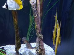 -西雅图水族馆