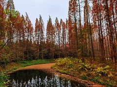 -东平国家森林公园