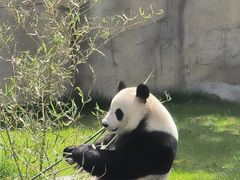 -上海野生动物园