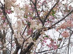 -天适樱花悠乐园