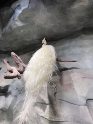 -Zoolung Zoolung动物主题公园(海信广场店)