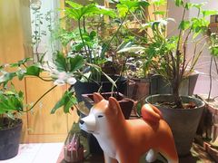 -柴务处·柴犬主题狗咖