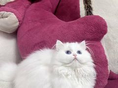 -猫十亿·布偶金渐层·曼基康矮脚猫舍(青年路店)
