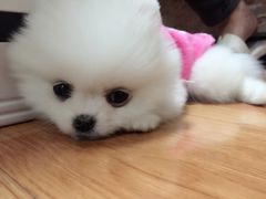 -芭比堂动物医院·犬猫全科·异宠专科(雁塔分院)