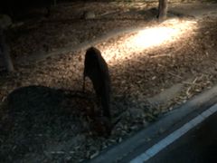 -清迈夜间动物园