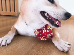 -柴犬小屋·柴餐厅·狗咖食堂(金鼎广场店)