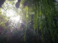 -Fern Forest Cafe