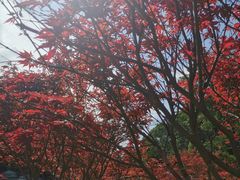 -广州市帽峰山景区
