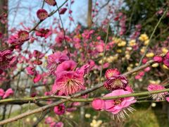 -UNIUNI(凯瑟琳广场店)