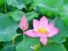 -武汉紫薇都市田园