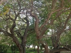 -哈密回王府景区