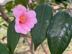 -上海滨江森林公园