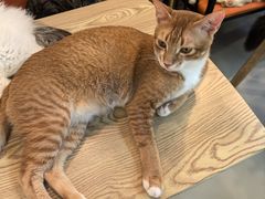 -豆逗聊愈猫阁Easy Life