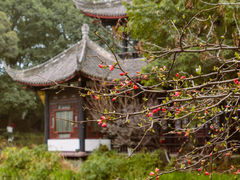 -桂湖森林公园