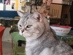 -平行世界·猫咖(首经贸店)