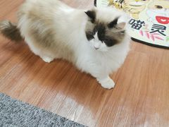 -三花喵·撸猫购宠·宠物生活馆(虹桥南丰城店)