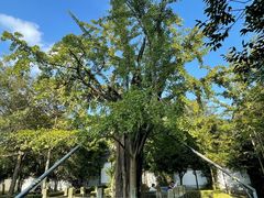 -上海佘山国家森林公园天马山园