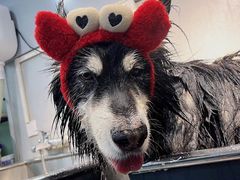 -PETKIT小佩宠物(古北店)