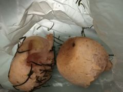 -都恩客(高岛屋百货店)